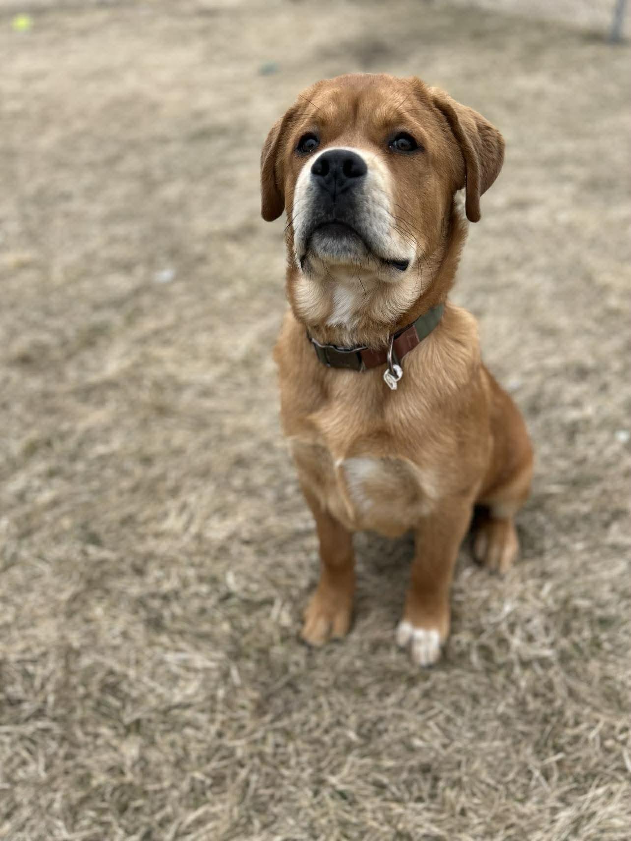 Enlarge Norris , a ADOPTABLE mixed breed in Alexandria, MN image 3/3