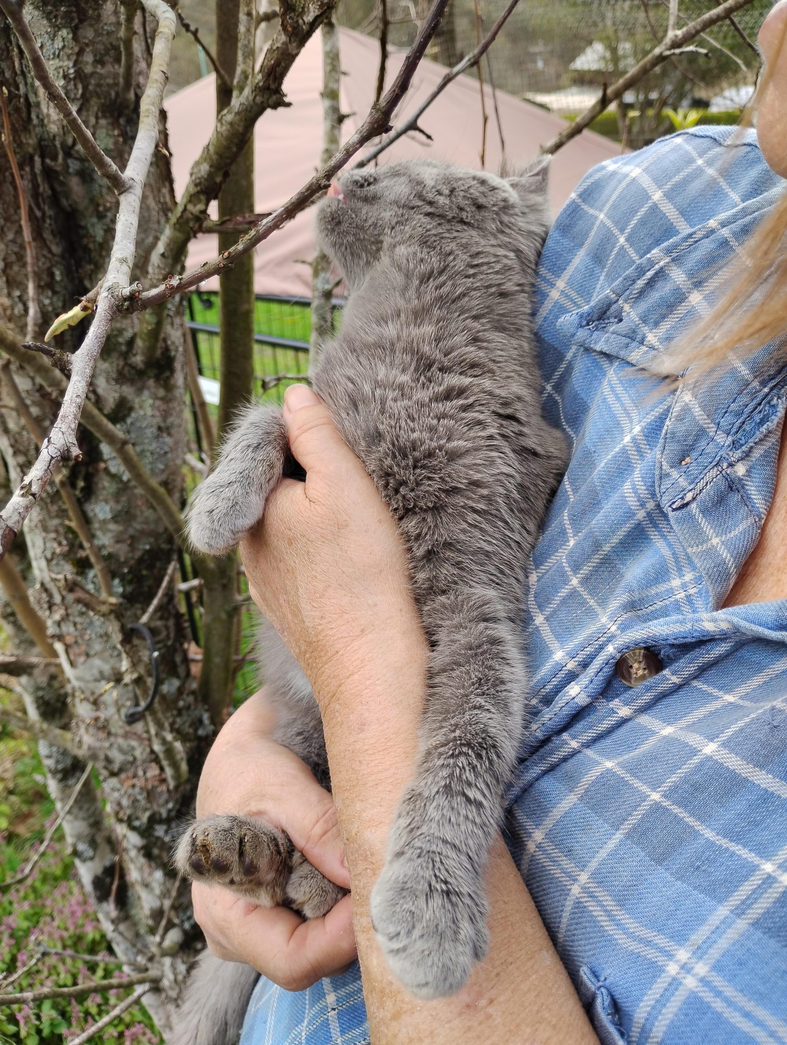 Enlarge Grady , a ADOPTABLE Domestic Short Hair in Glenville, WV image 1/1