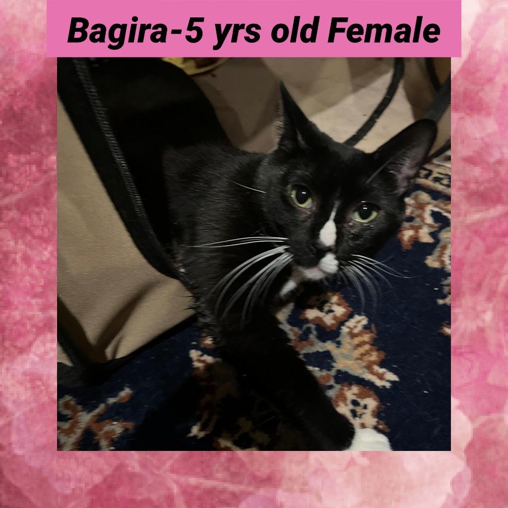 Bagira, Adoptable, Adult Female Domestic Short Hair.