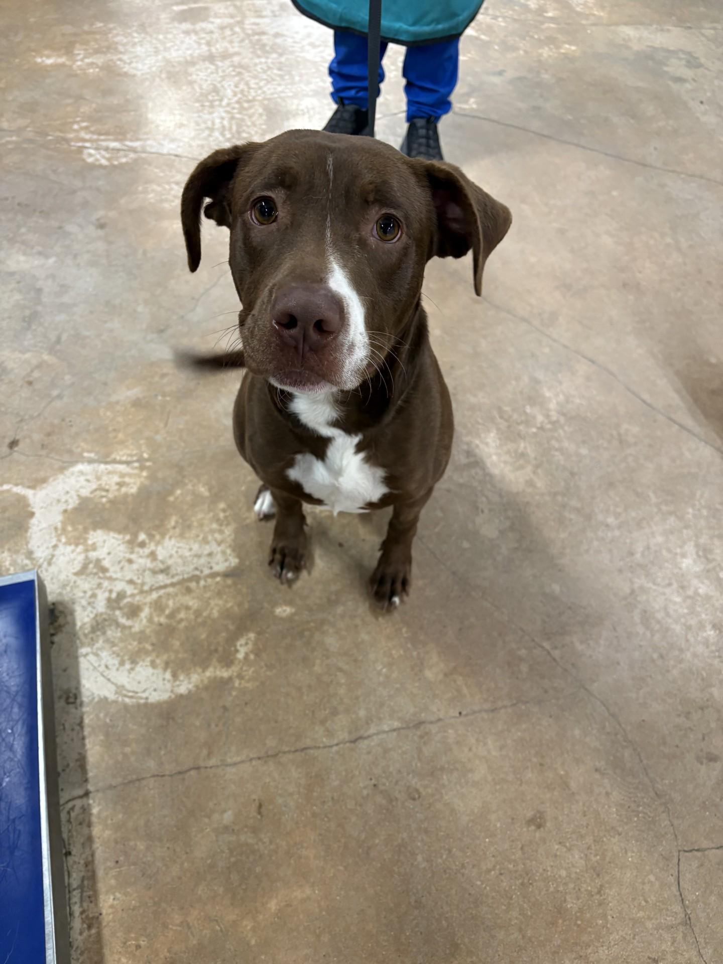 Enlarge Benny, a ADOPTABLE mixed breed in Fort Worth, TX image 1/2