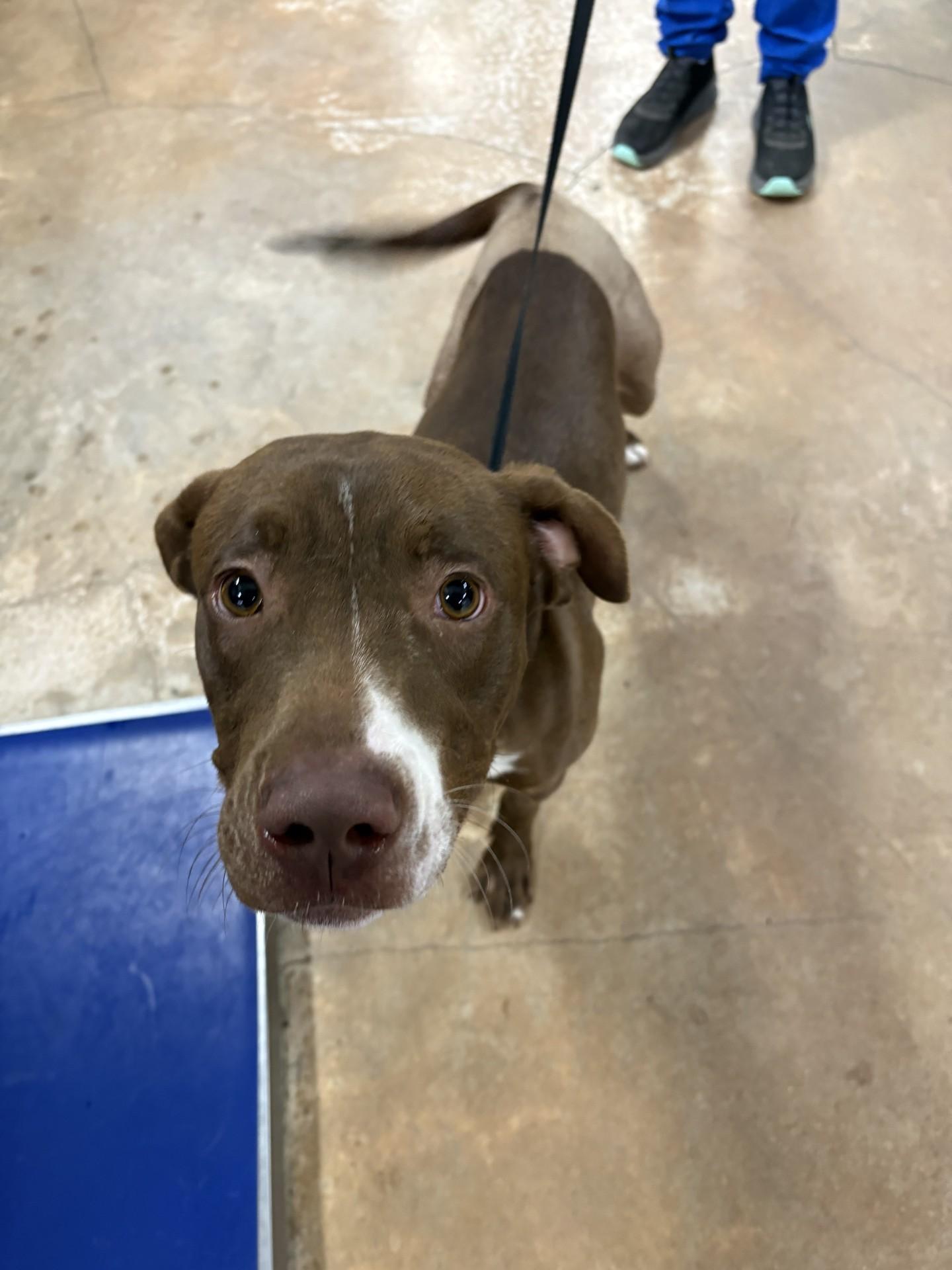 Enlarge Benny, a ADOPTABLE mixed breed in Fort Worth, TX image 2/2