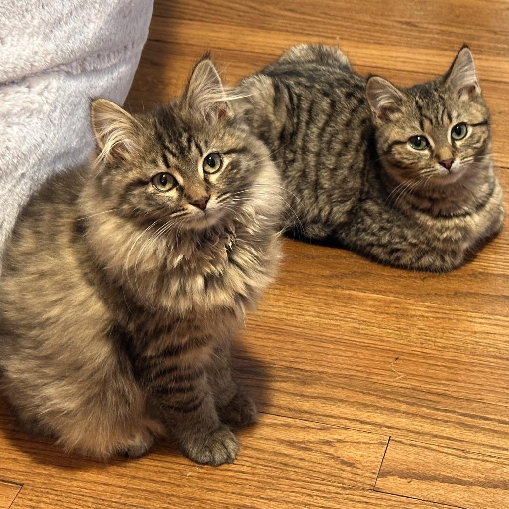 Krishna (Bonded w/Koko)