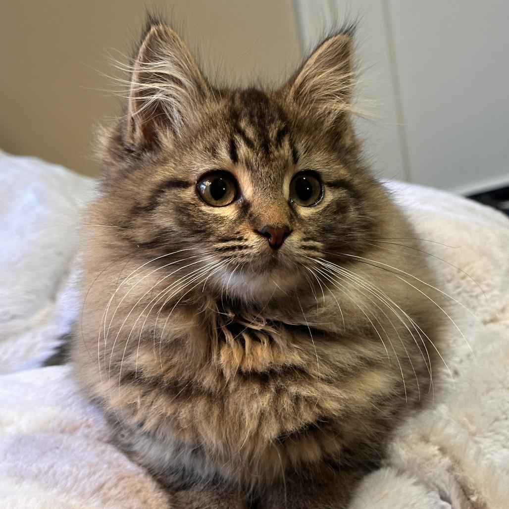 Krishna (Bonded w/Koko) — thumbnail 2