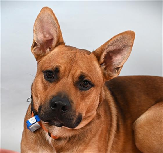 KODIAK, Adoptable, Young Male Pit Bull Terrier & German Shepherd Dog.