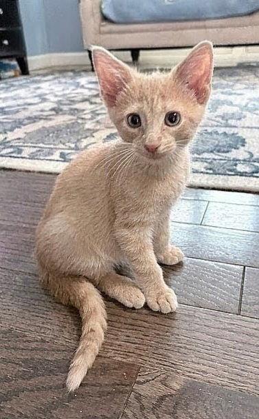 Chester, Adopted, Kitten Male Domestic Short Hair.
