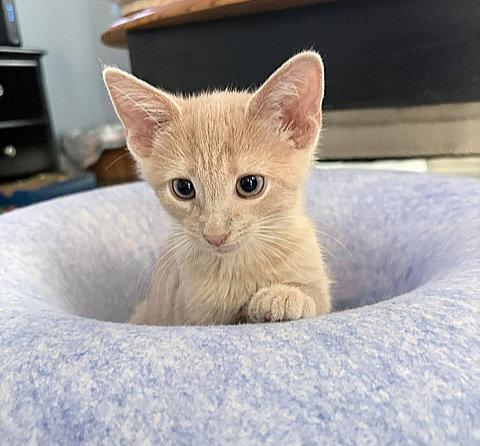 Enlarge Chester, a Adopted Domestic Short Hair in Whitehall, PA image 2/3