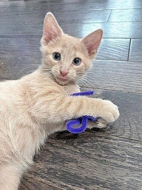 Enlarge Chester, a Adopted Domestic Short Hair in Whitehall, PA image 3/3