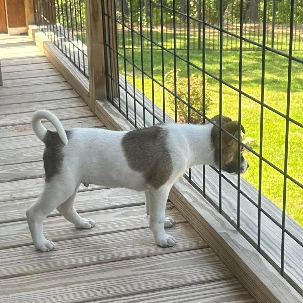 Colt, Adoptable, Puppy Male Collie & Mixed Breed.