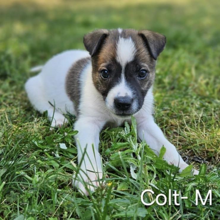 Colt, a Adoptable mixed breed in Griswold, CT image 2/5