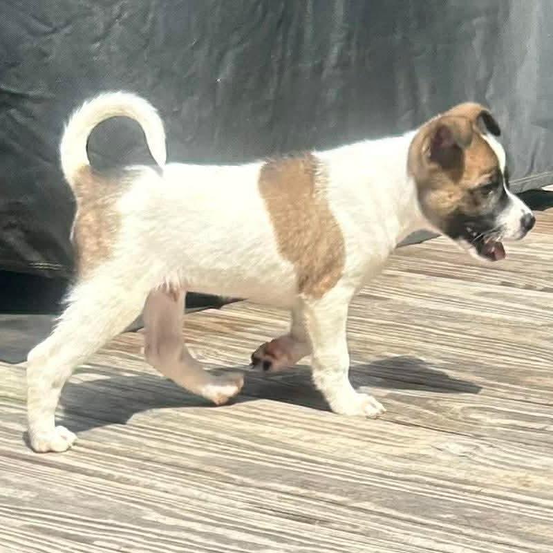 Colt, a Adoptable mixed breed in Griswold, CT image 3/5