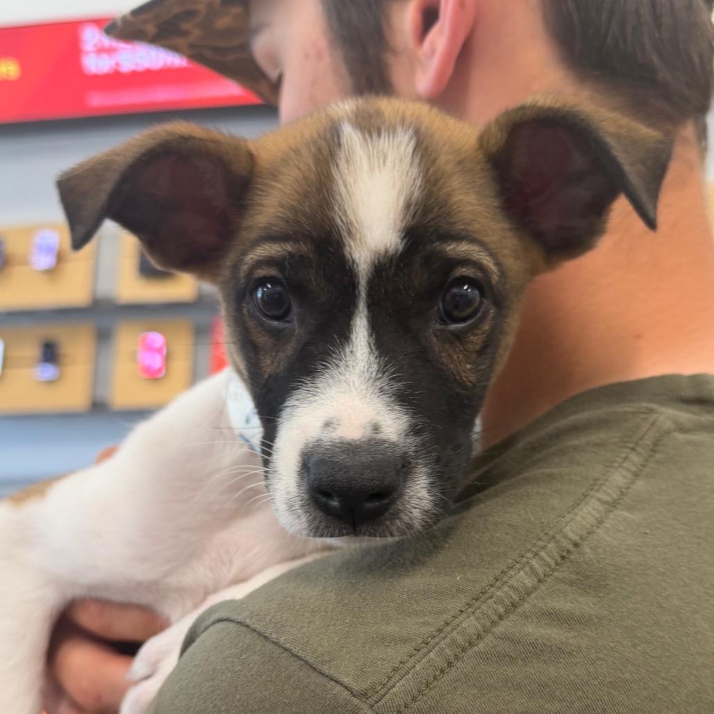 Colt, a Adoptable mixed breed in Griswold, CT image 5/5