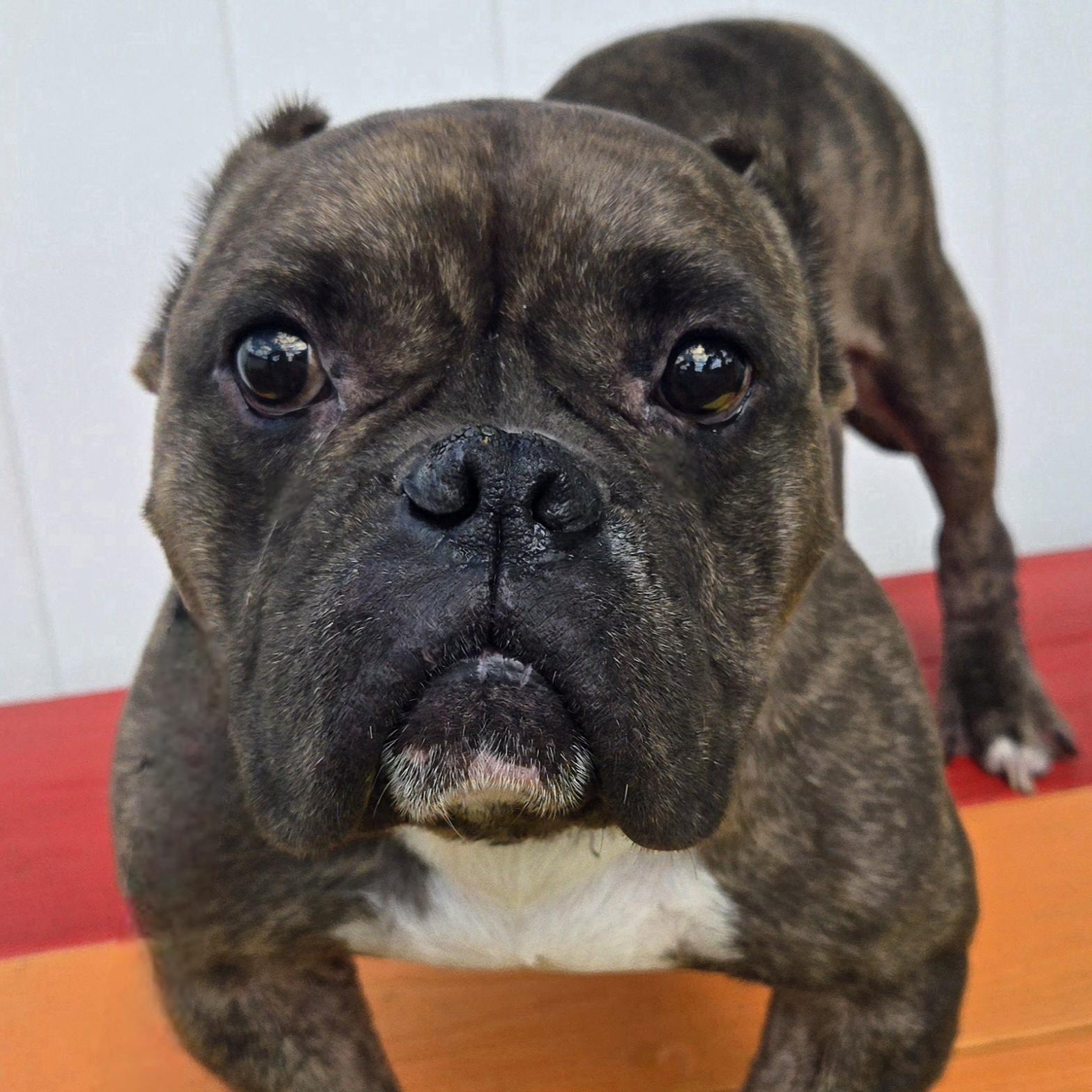 Smidge, Adoptable, Adult Male American Bully.