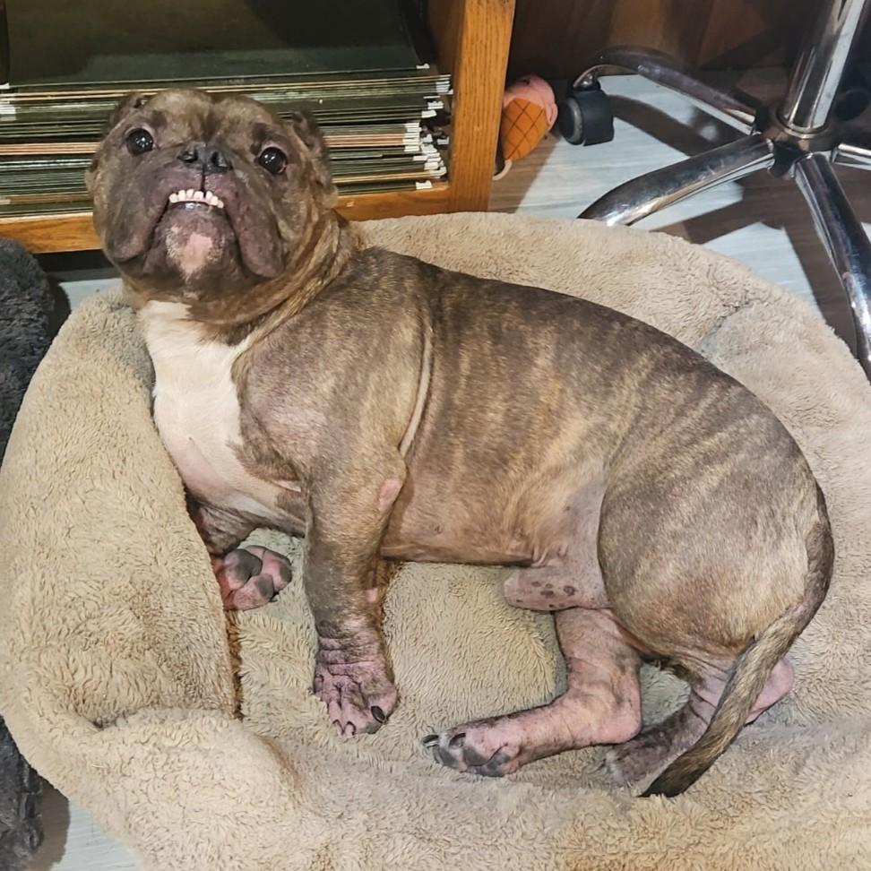 Smidge, a ADOPTABLE mixed breed in Normal, IL image 2/6