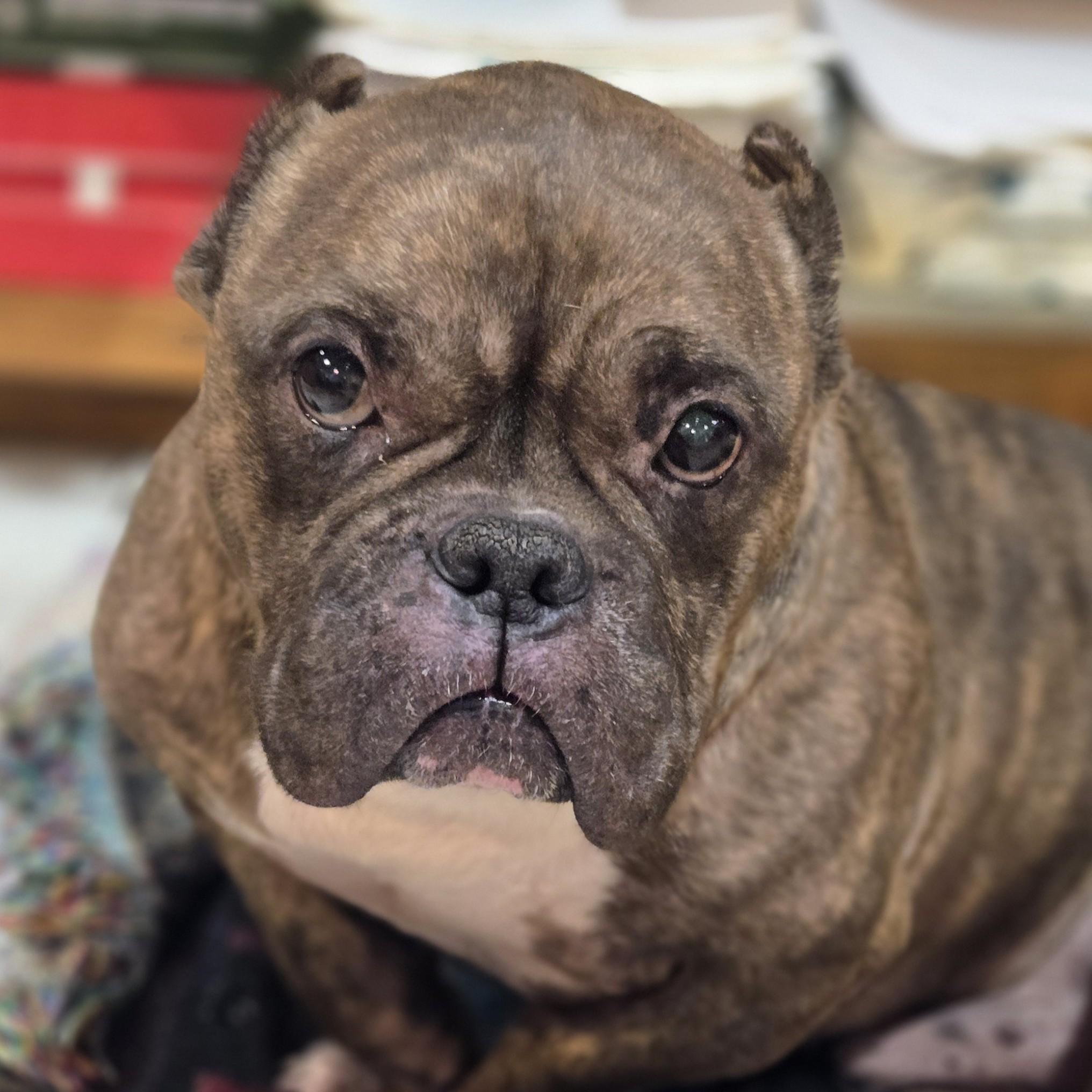 Smidge, ADOPTABLE, Adult Male American Bully.