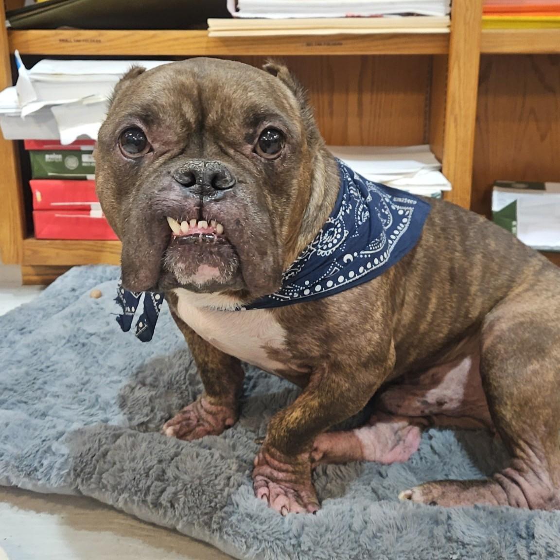 Smidge, a ADOPTABLE mixed breed in Normal, IL image 3/6