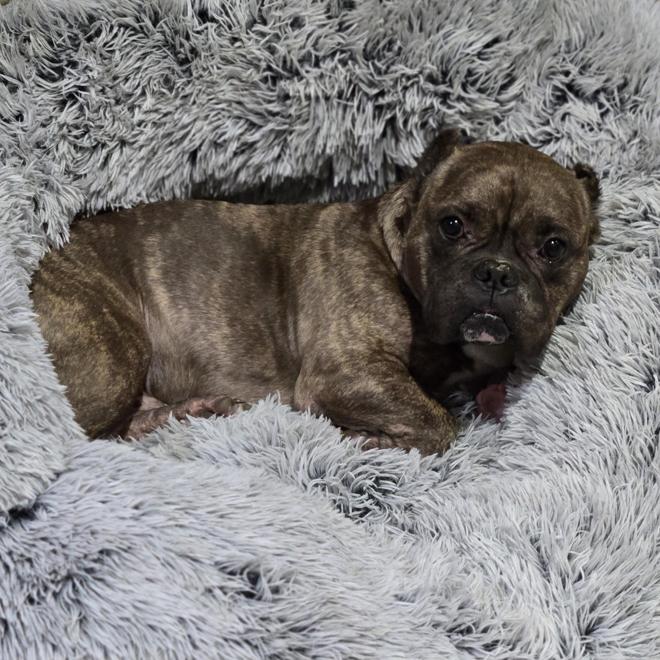 Enlarge Smidge, a Adoptable mixed breed in Normal, IL image 2/6
