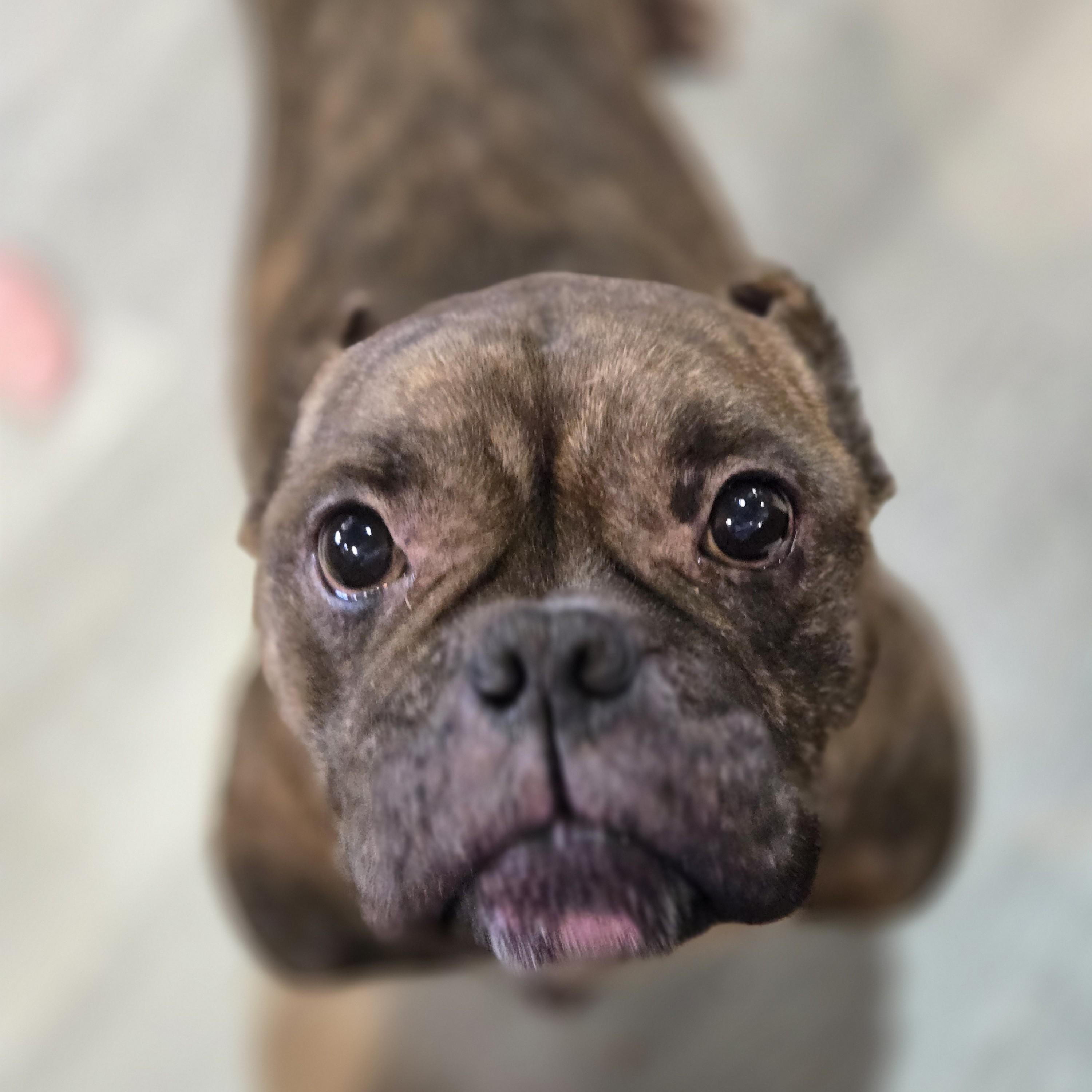 Smidge, a ADOPTABLE mixed breed in Normal, IL image 5/6