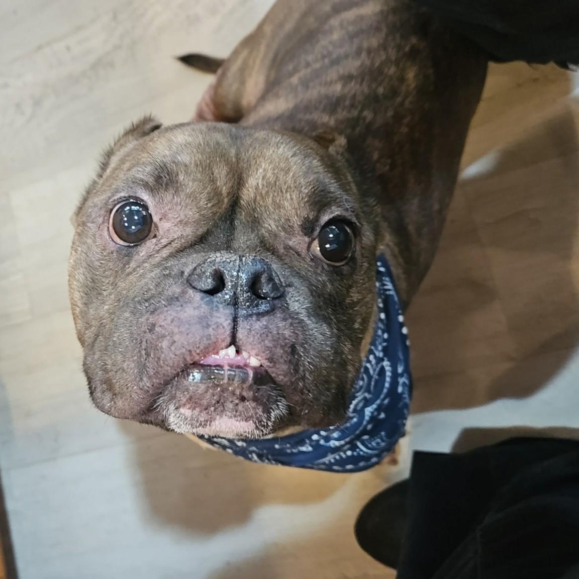 Smidge, a ADOPTABLE mixed breed in Normal, IL image 4/6