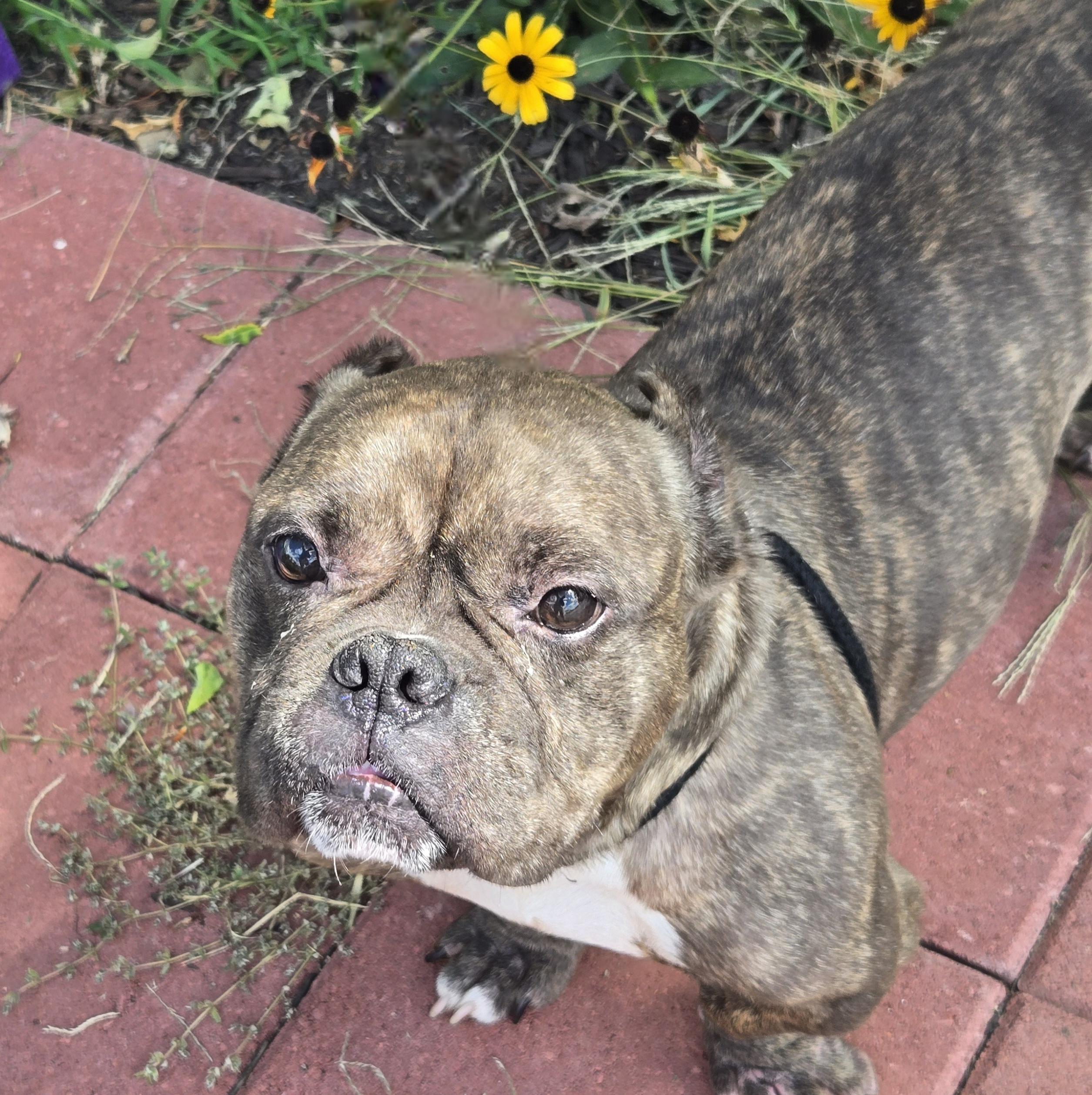 Enlarge Smidge, a Adoptable mixed breed in Normal, IL image 3/6