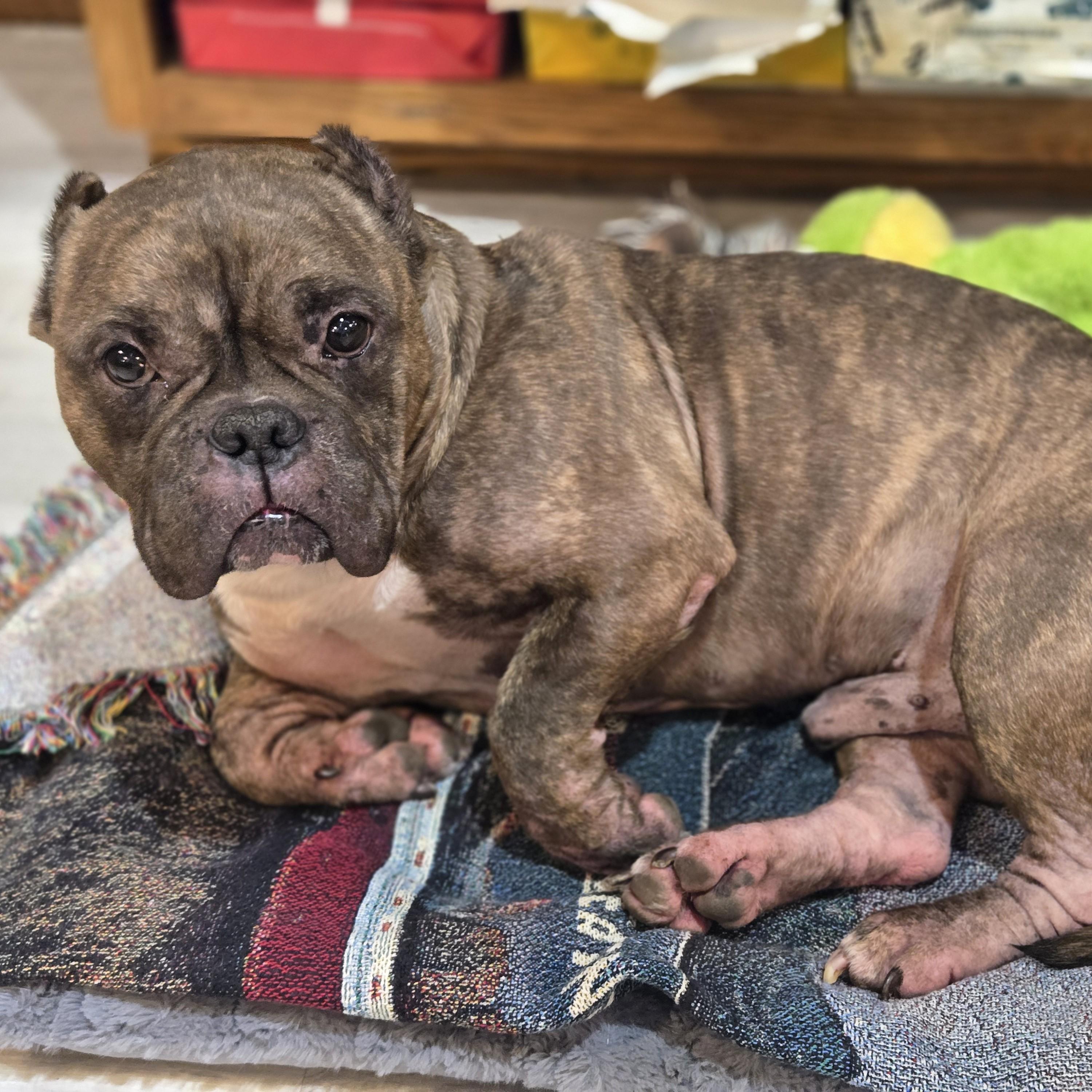 Smidge, a ADOPTABLE mixed breed in Normal, IL image 6/6