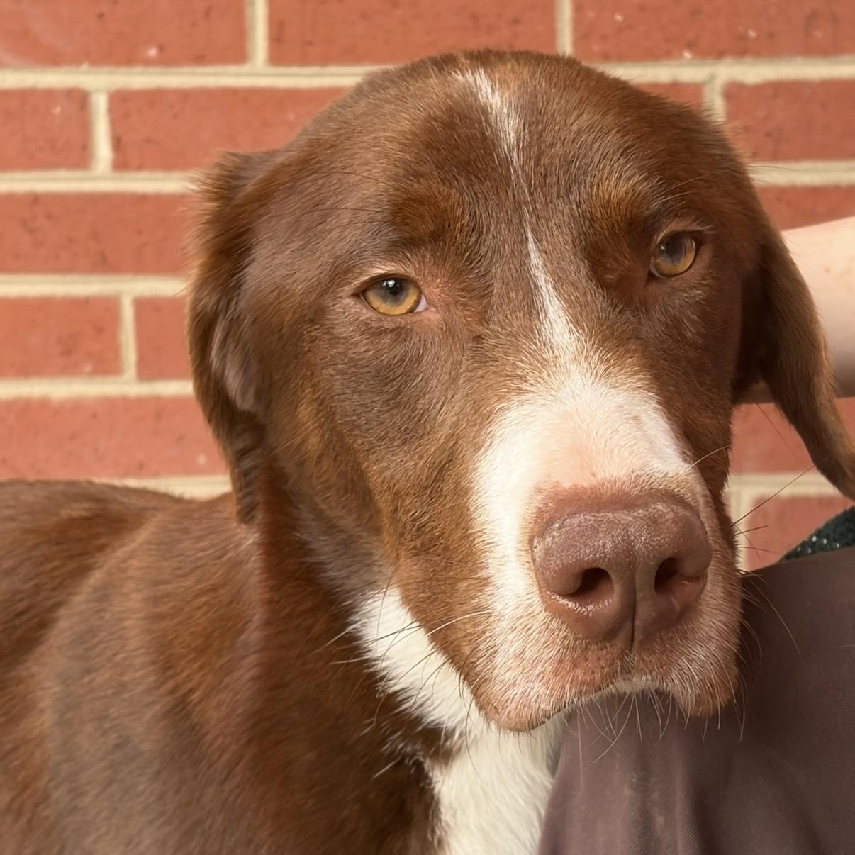 Enlarge Rusty, a ADOPTABLE mixed breed in Lumberton, NC image 3/4
