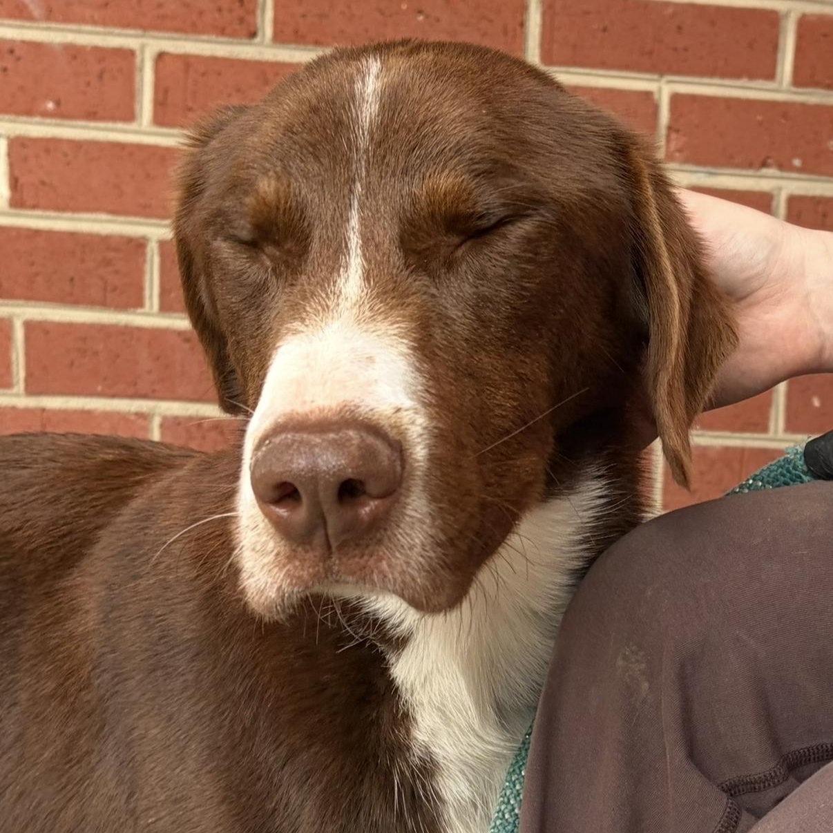 Enlarge Rusty, a ADOPTABLE mixed breed in Lumberton, NC image 2/4