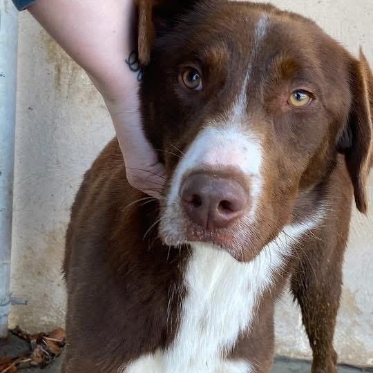 Enlarge Rusty, a ADOPTABLE mixed breed in Lumberton, NC image 4/4