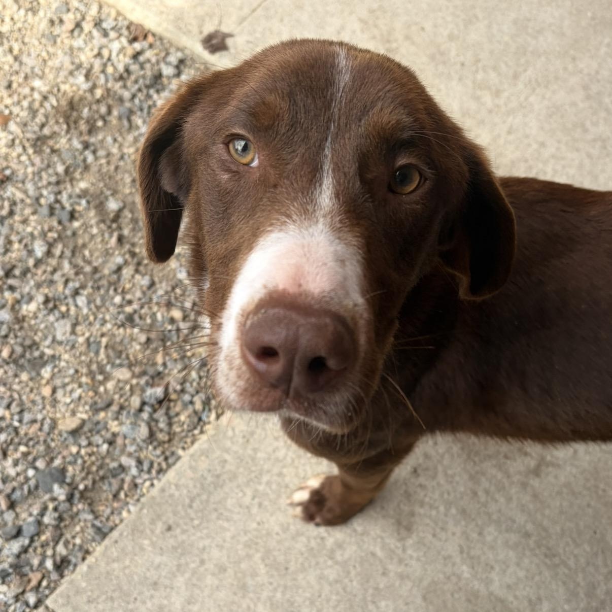 Enlarge Rusty, a ADOPTABLE mixed breed in Lumberton, NC image 1/4