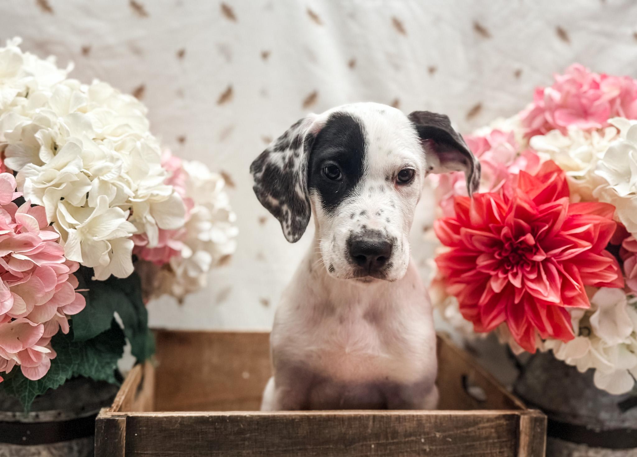 Enlarge Henry, a Adoptable mixed breed in Newberg, OR image 3/3