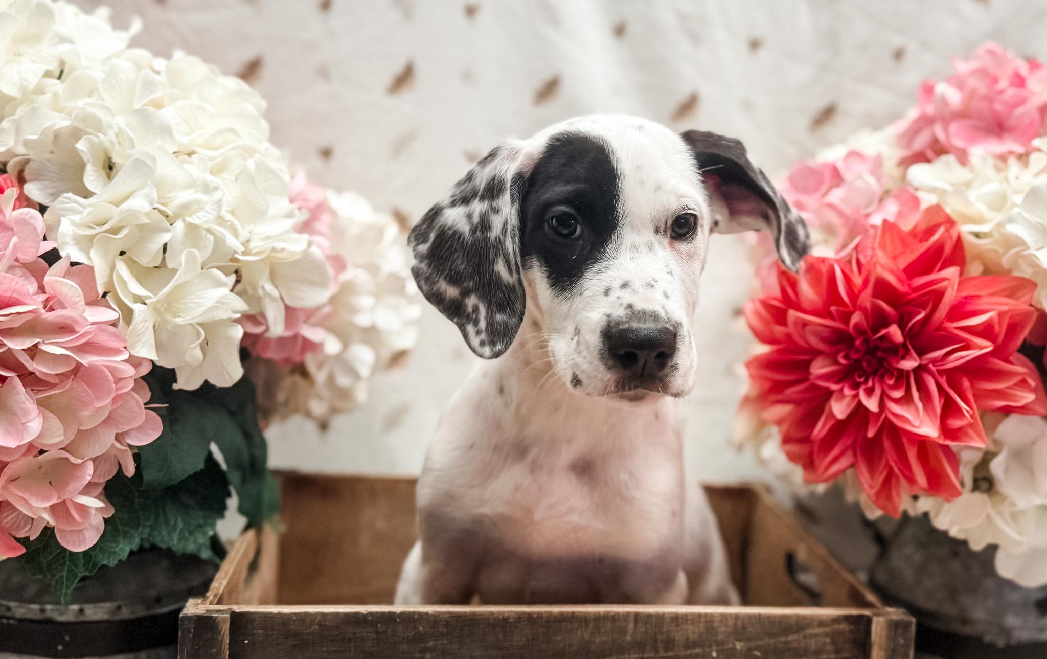 Henry, Adoptable, Puppy Male Great Dane & Great Pyrenees.