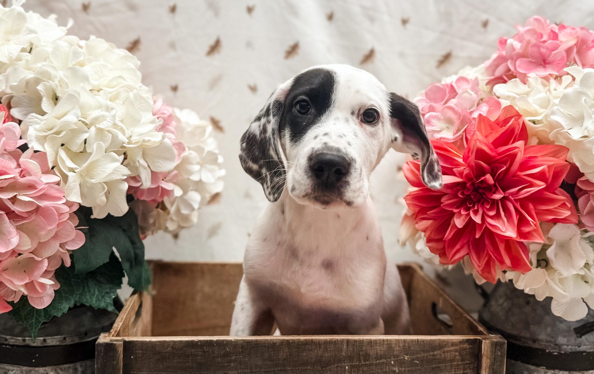 Enlarge Henry, a Adoptable mixed breed in Newberg, OR image 2/3