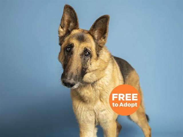 Enlarge ISABELLA, a Adoptable German Shepherd Dog in Phoenix, AZ image 1/1