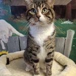 FIDDLER, a ADOPTABLE Domestic Short Hair in Ironwood, MI image 1/3