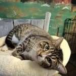 FIDDLER, a ADOPTABLE Domestic Short Hair in Ironwood, MI image 2/3