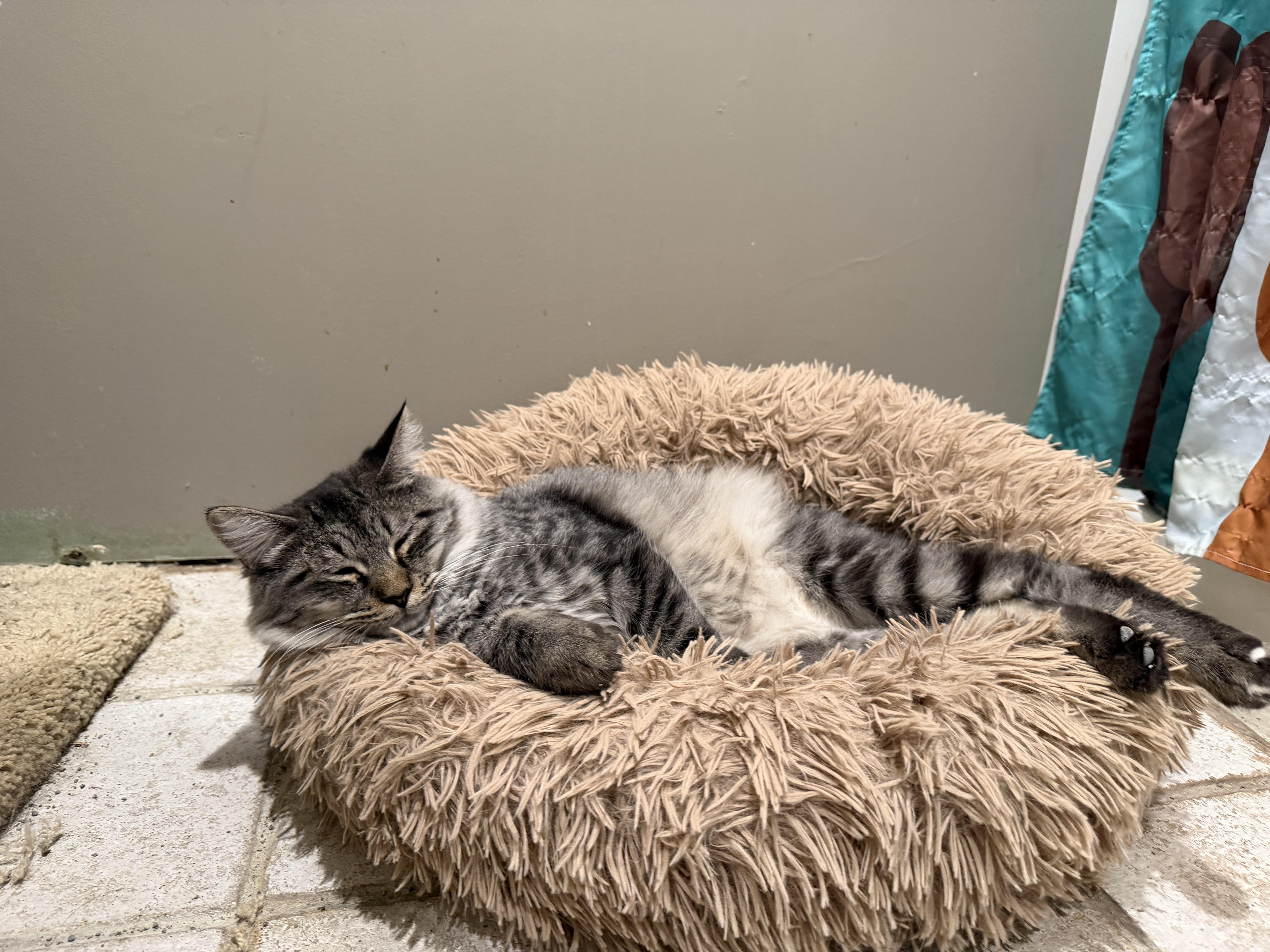 Jinx, ADOPTABLE, Young Male Domestic Long Hair.
