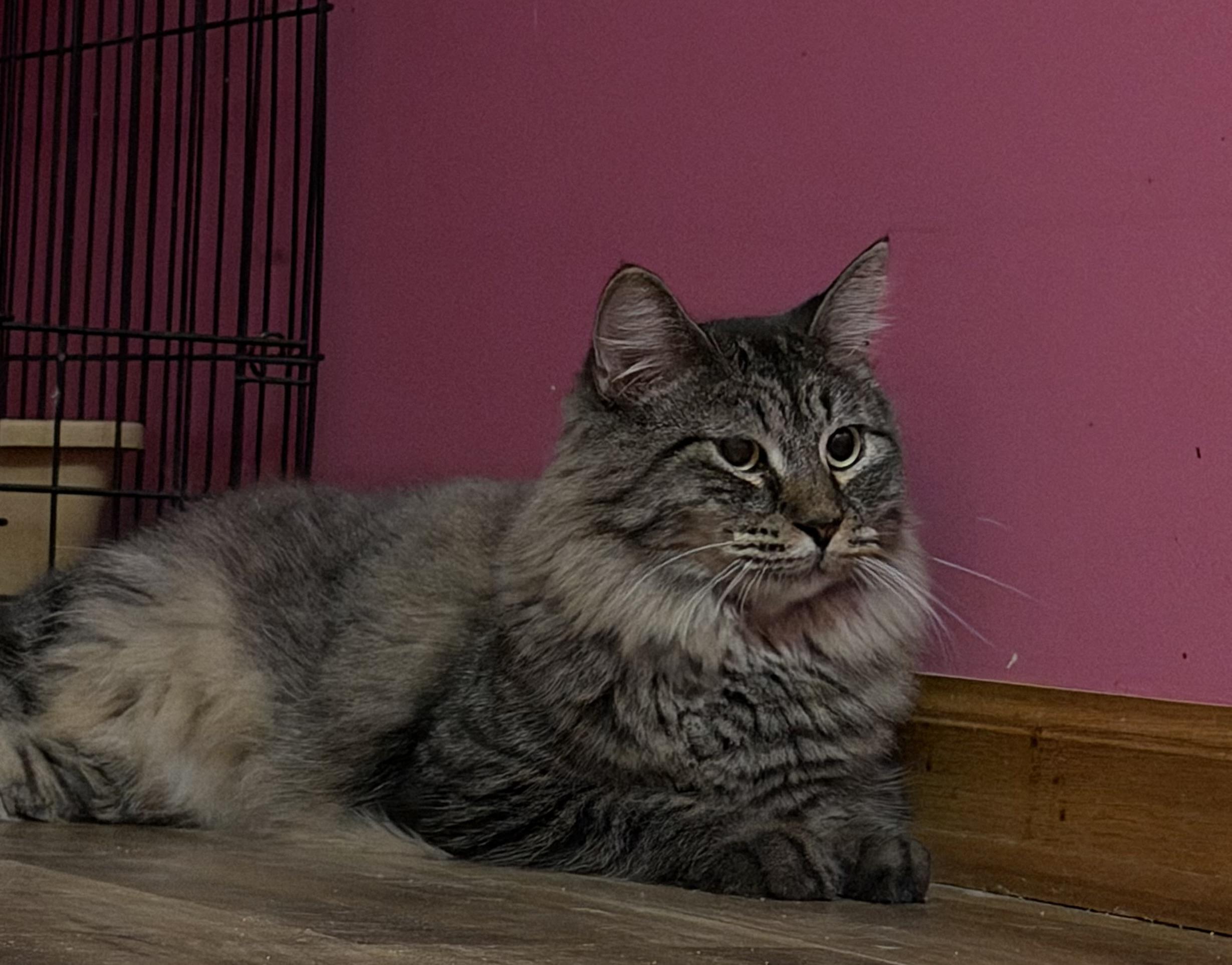 Enlarge Jinx, a Adoptable Domestic Long Hair in Lemont, IL image 2/6