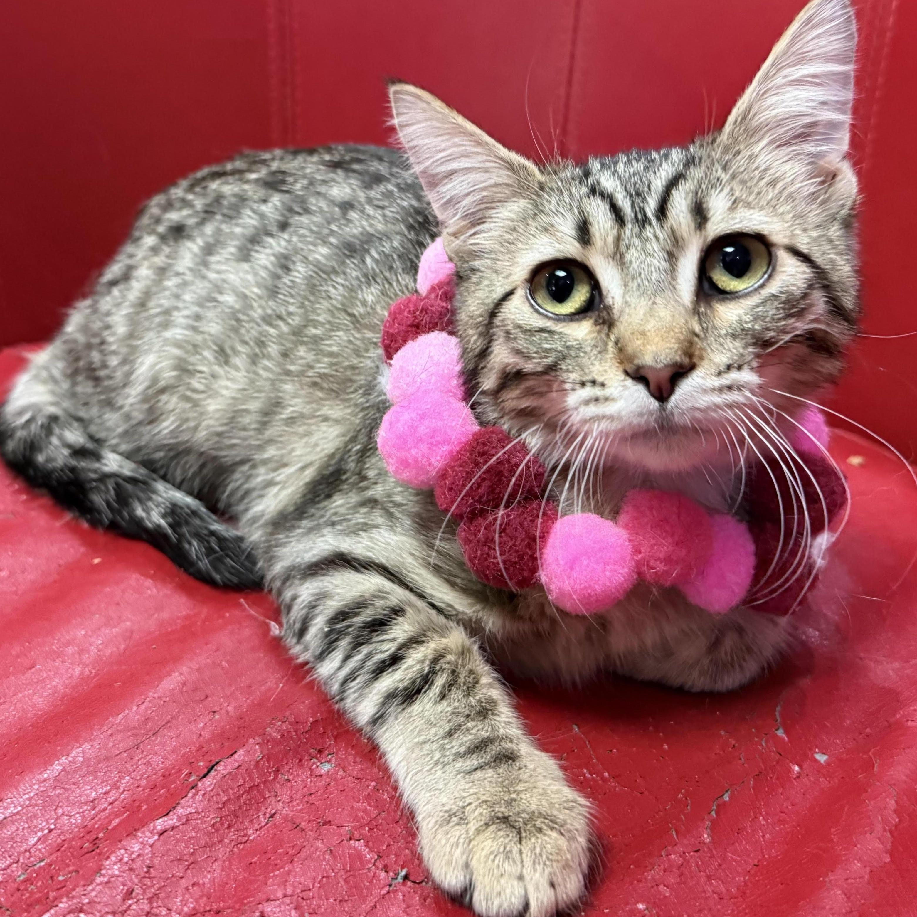 Enlarge Jinx and Tabitha, a Adoptable Domestic Long Hair in Lemont, IL image 2/6