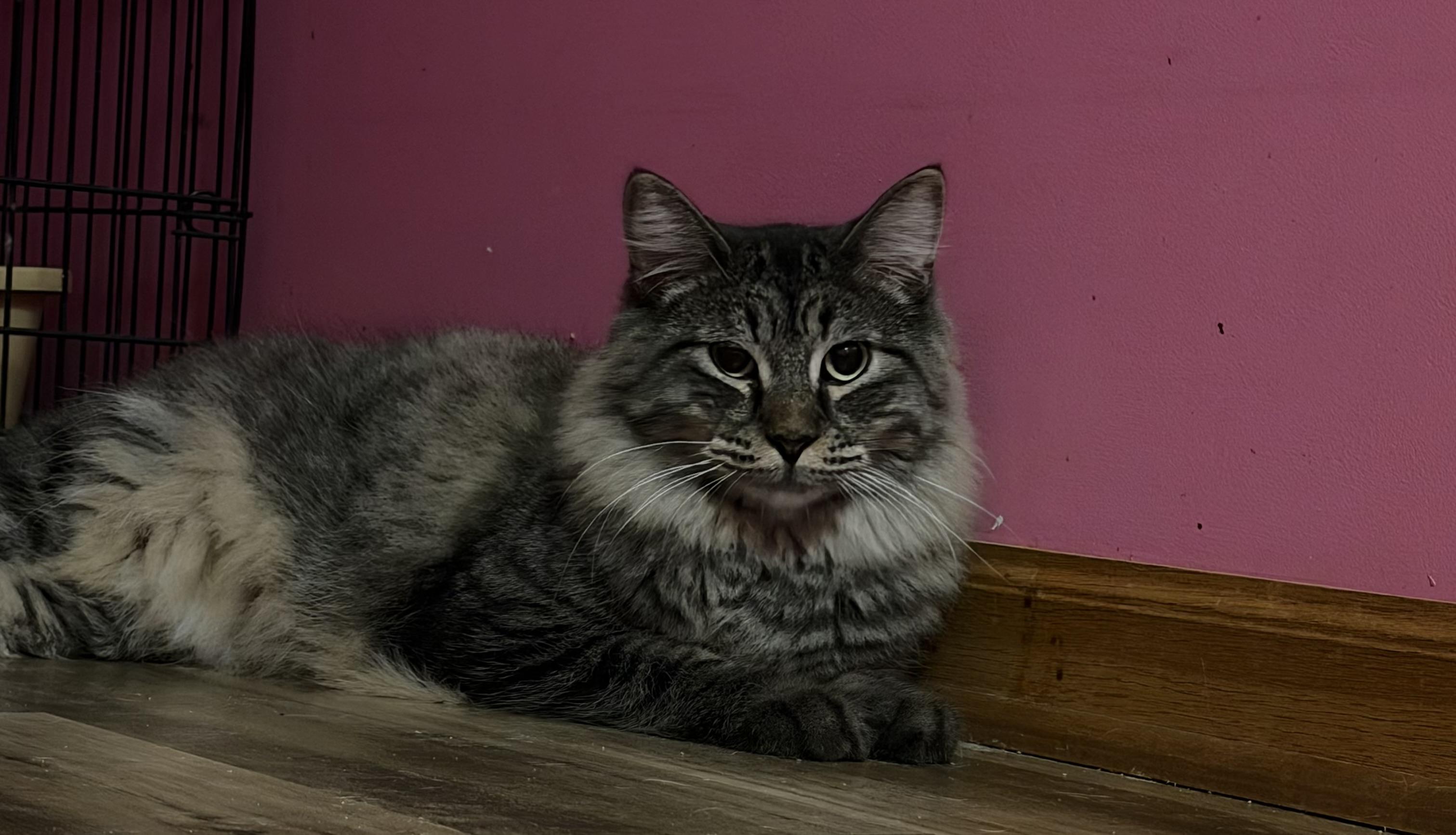 Jinx, Adoptable, Young Male Domestic Long Hair.