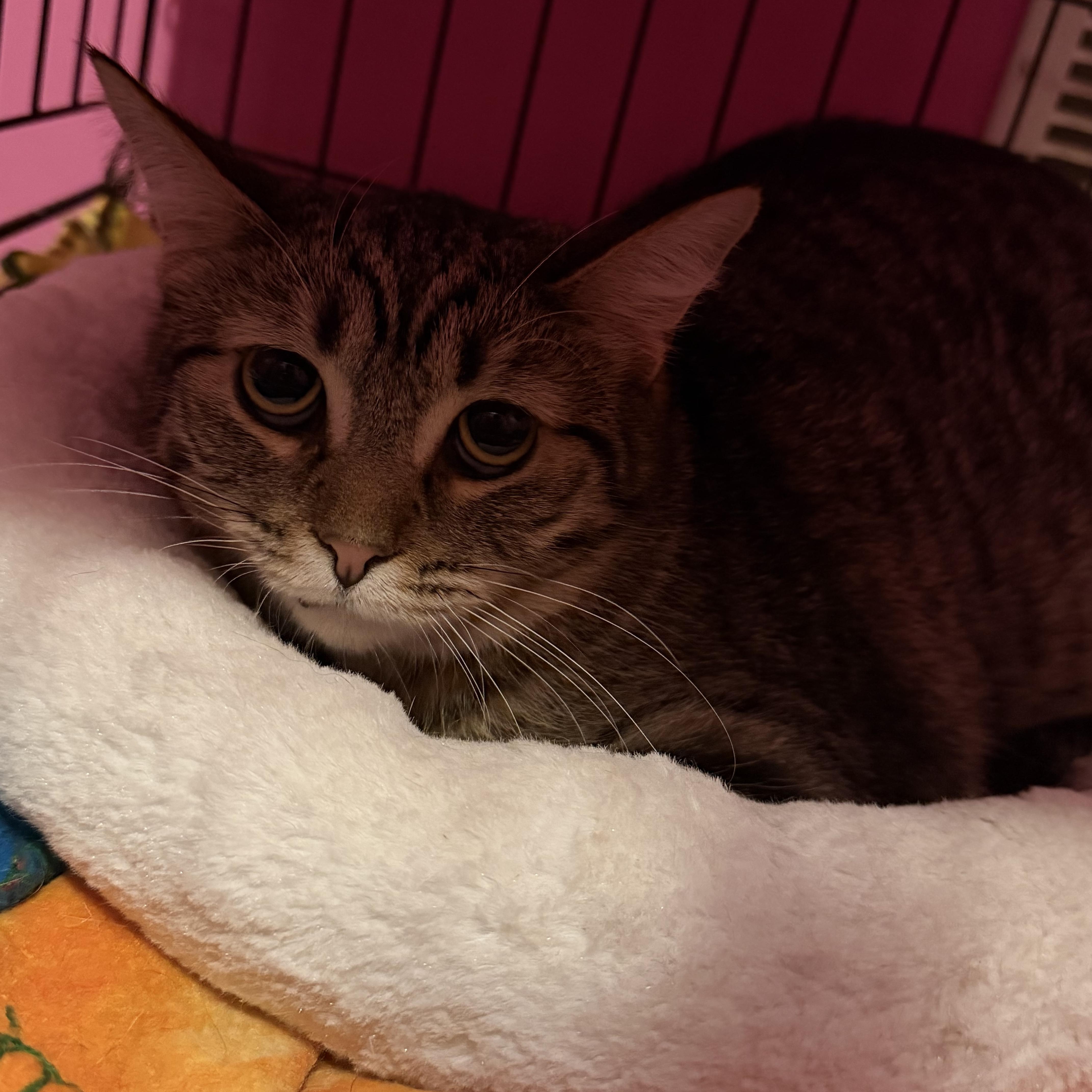 Enlarge Jinx and Tabitha, a Adoptable Domestic Long Hair in Lemont, IL image 4/6