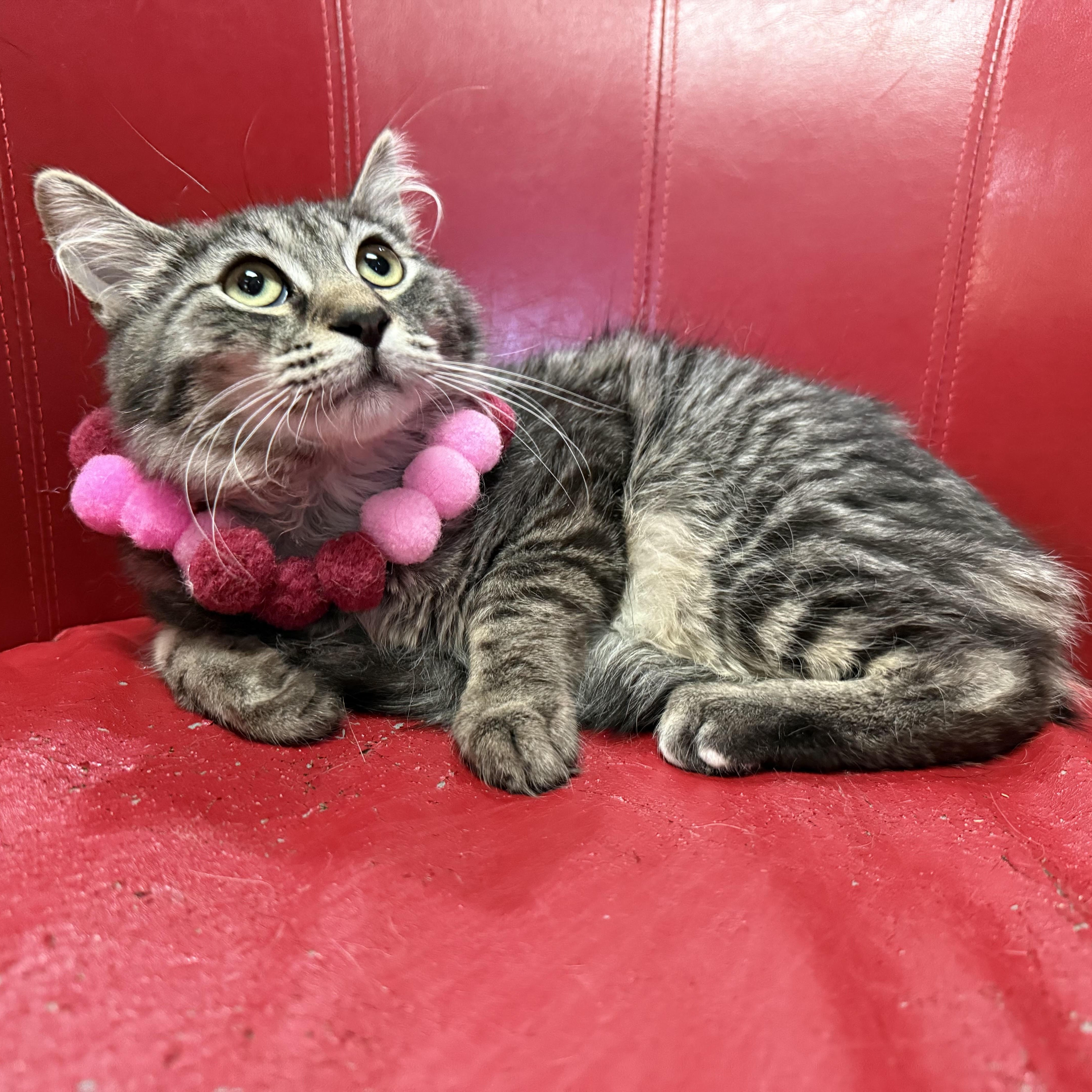 Jinx, a ADOPTABLE Domestic Long Hair in Lemont, IL image 6/6