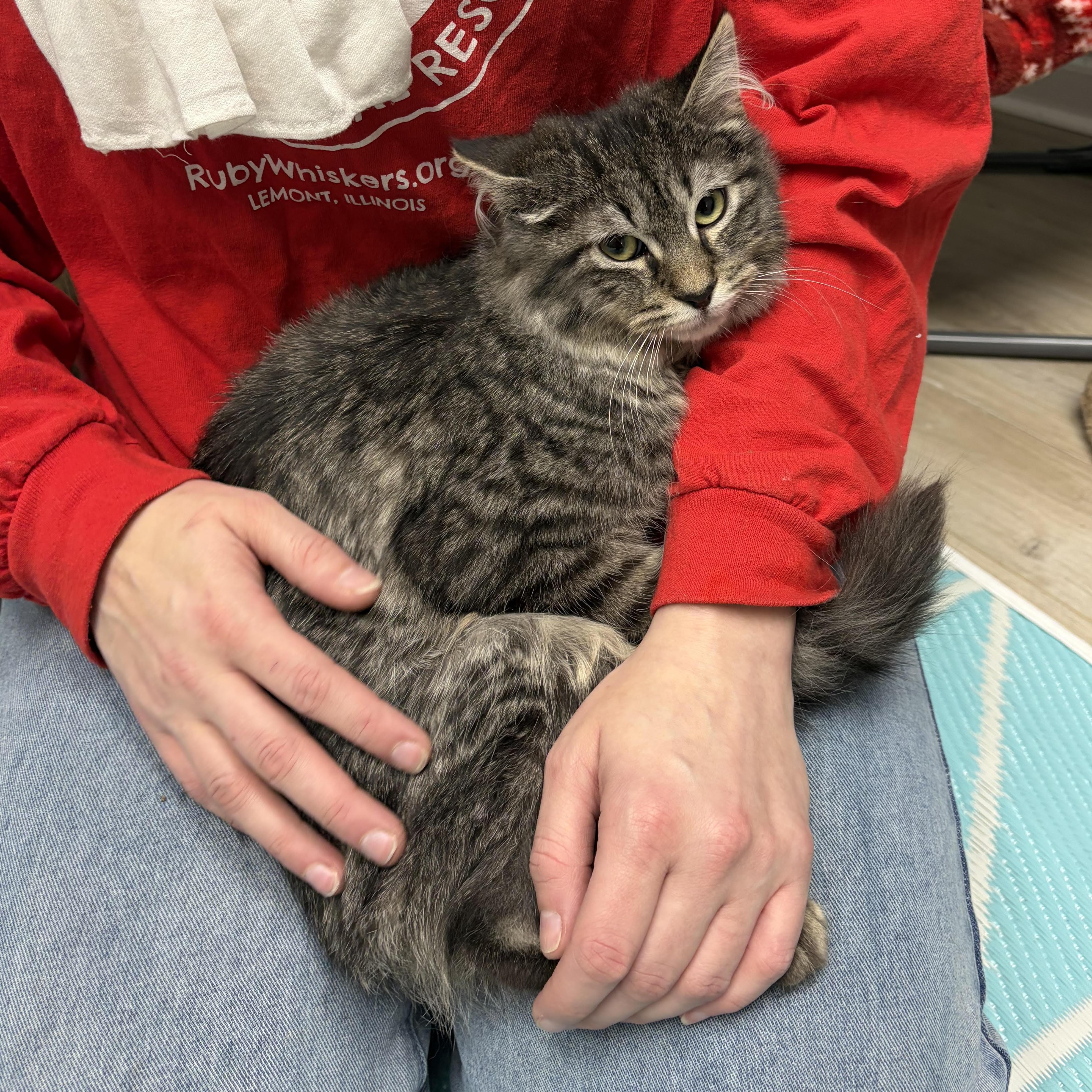 Jinx, a ADOPTABLE Domestic Long Hair in Lemont, IL image 4/6