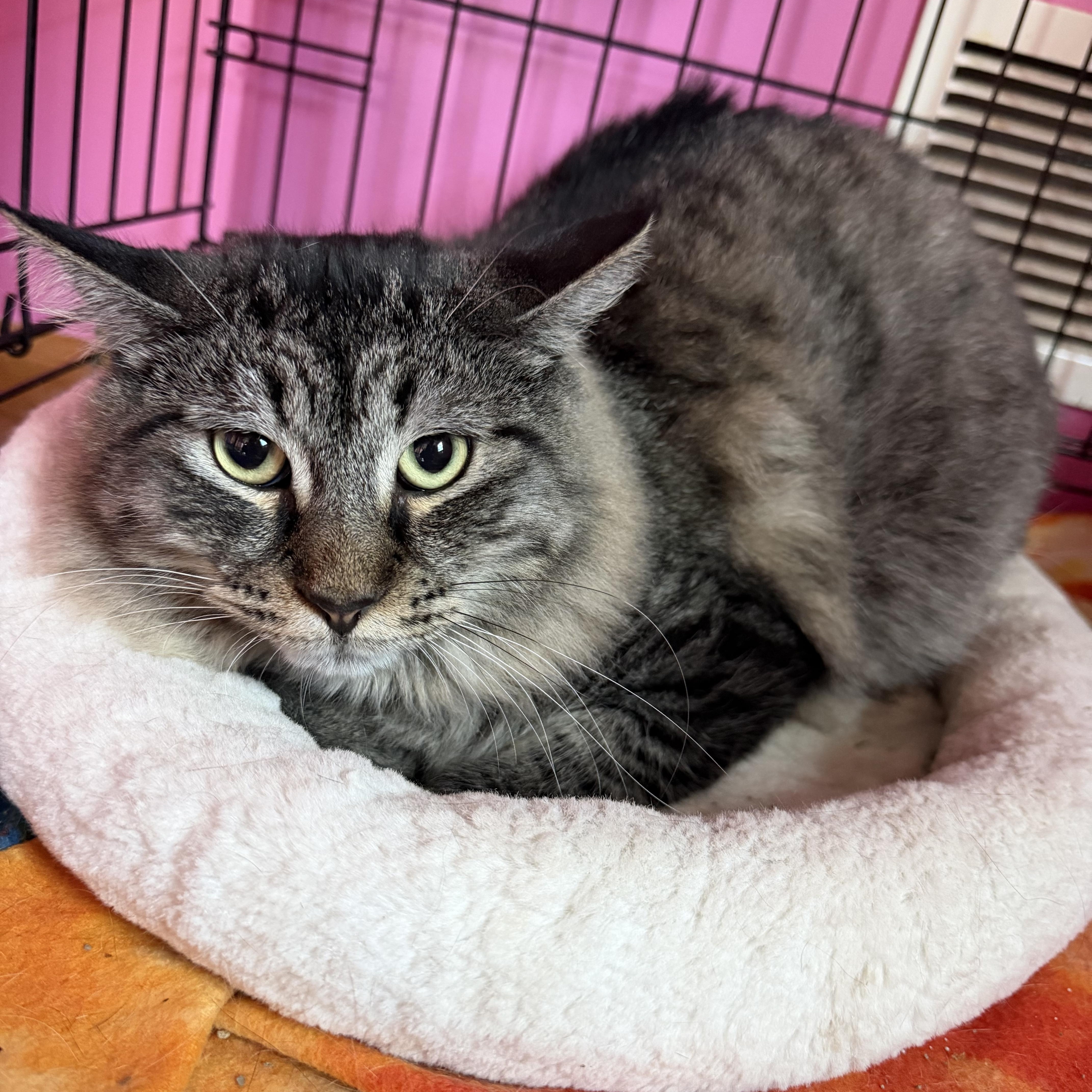 Enlarge Jinx and Tabitha, a Adoptable Domestic Long Hair in Lemont, IL image 5/6