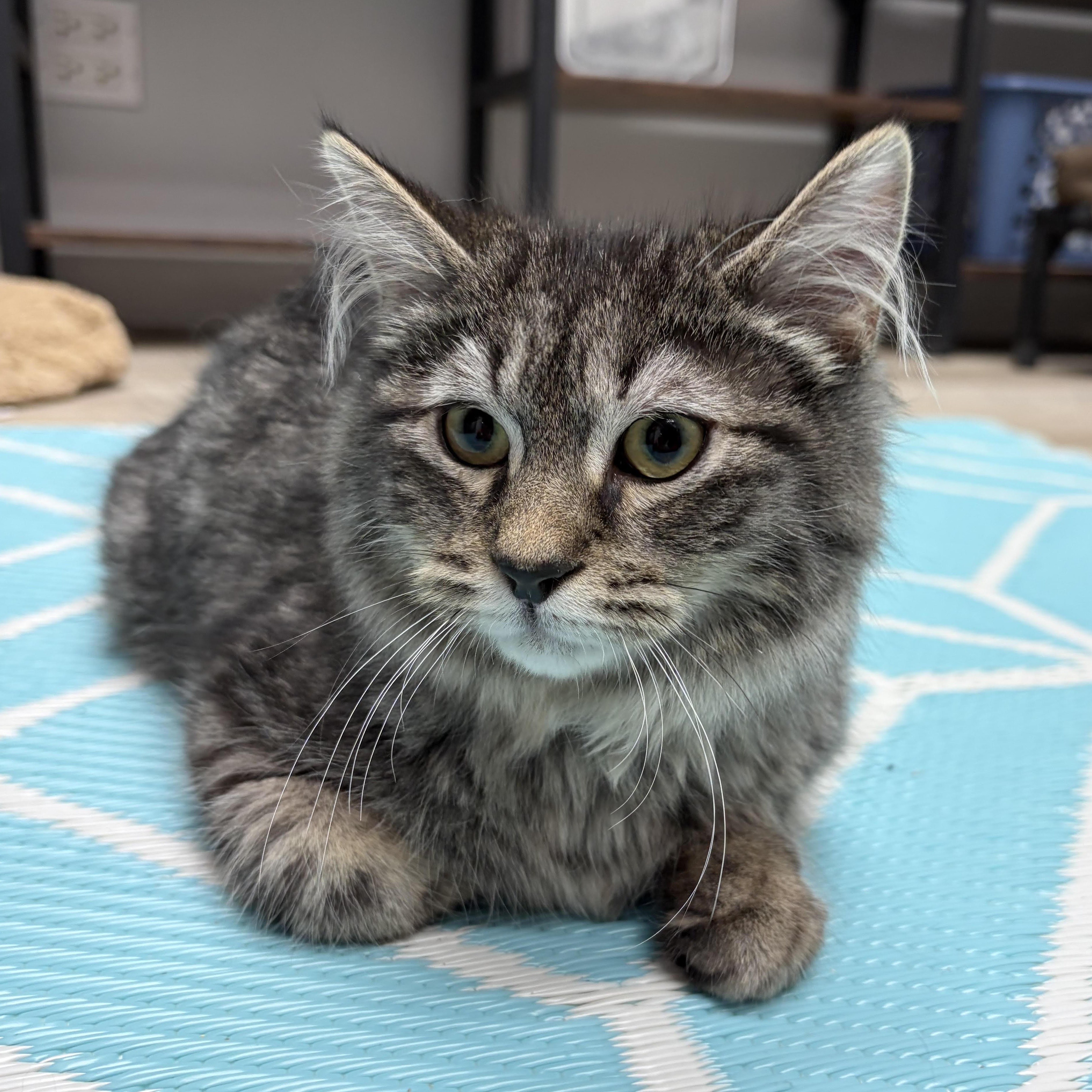 Jinx and Tabitha, Adoptable, Young Male Domestic Long Hair.