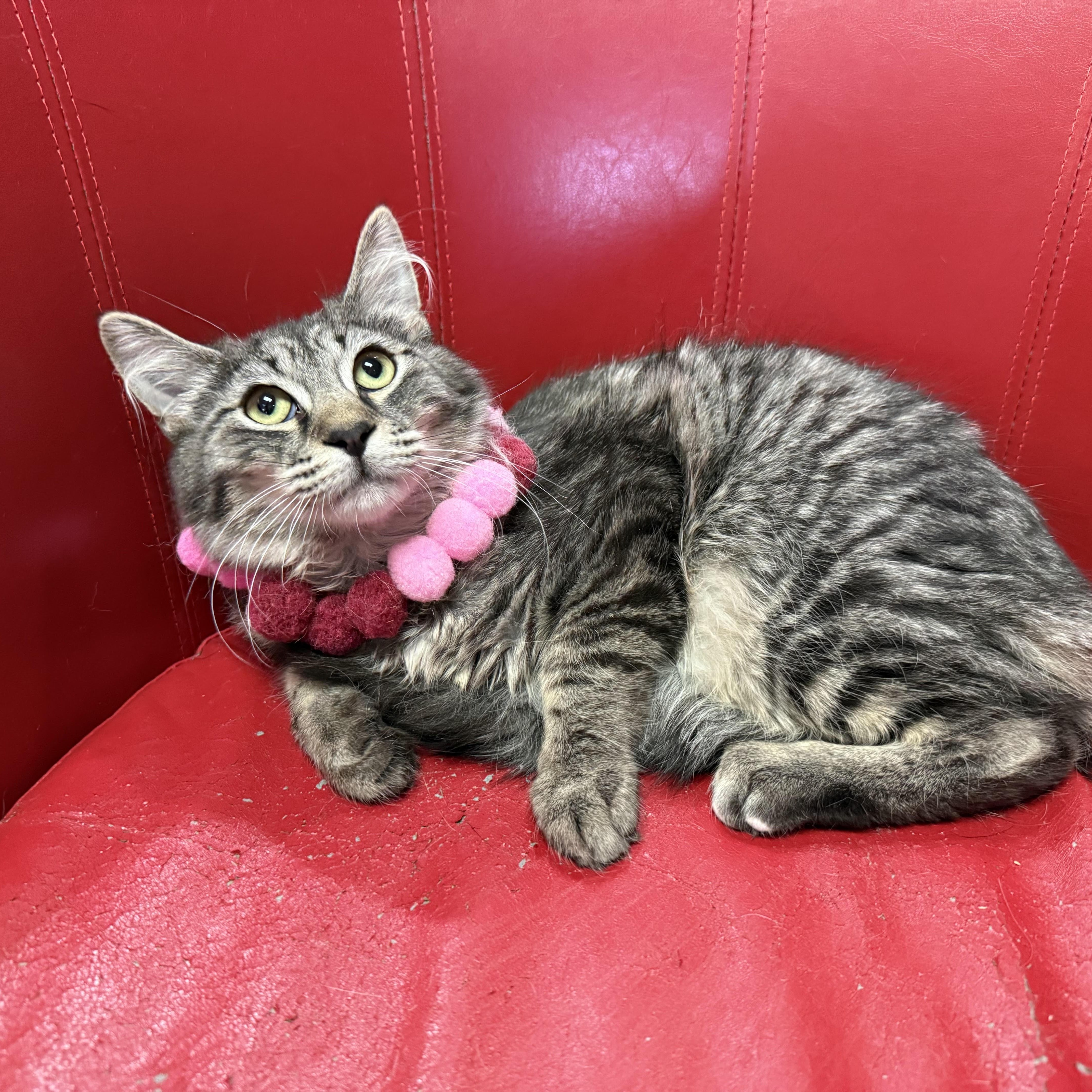 Jinx, a ADOPTABLE Domestic Long Hair in Lemont, IL image 5/6