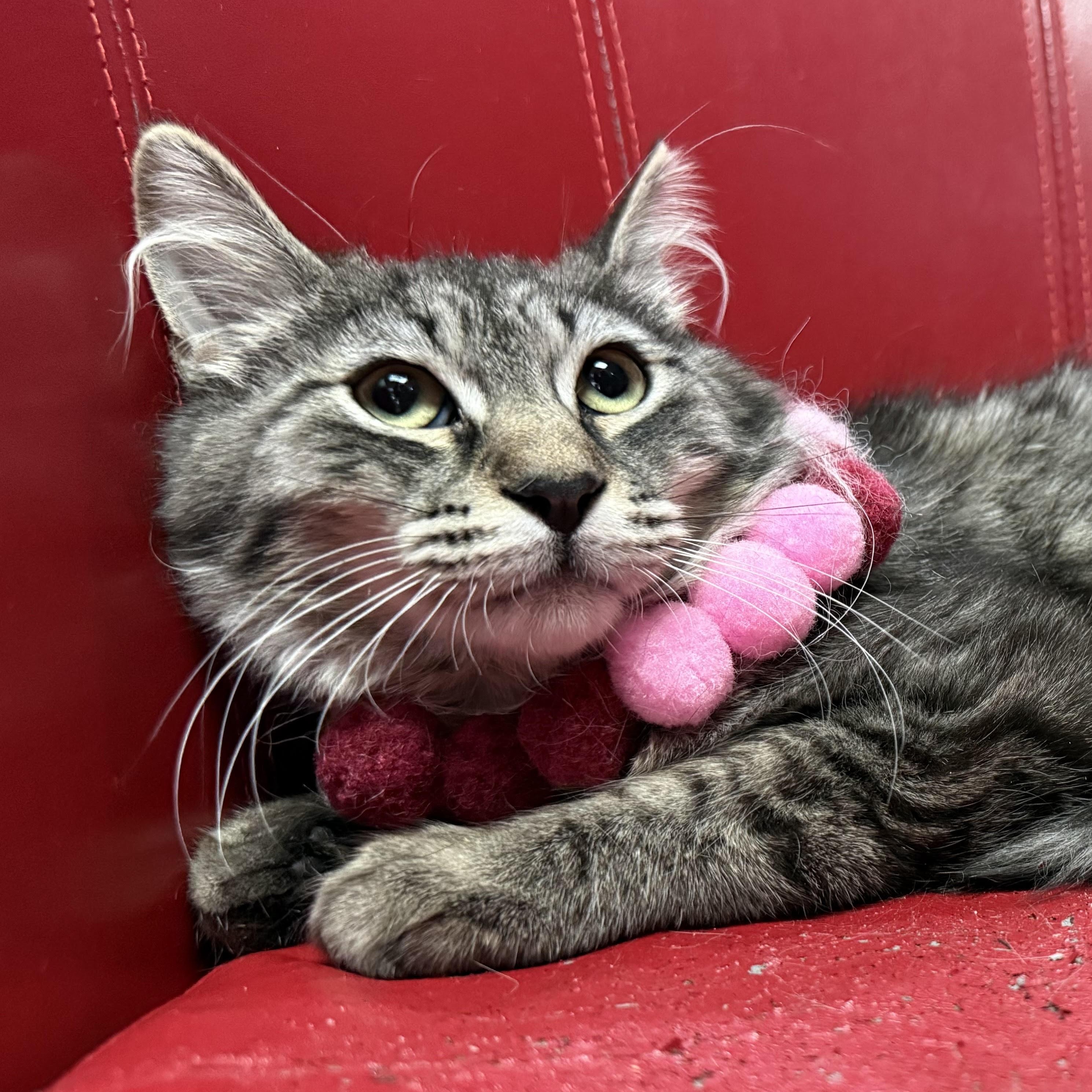 Jinx, a ADOPTABLE Domestic Long Hair in Lemont, IL image 2/6
