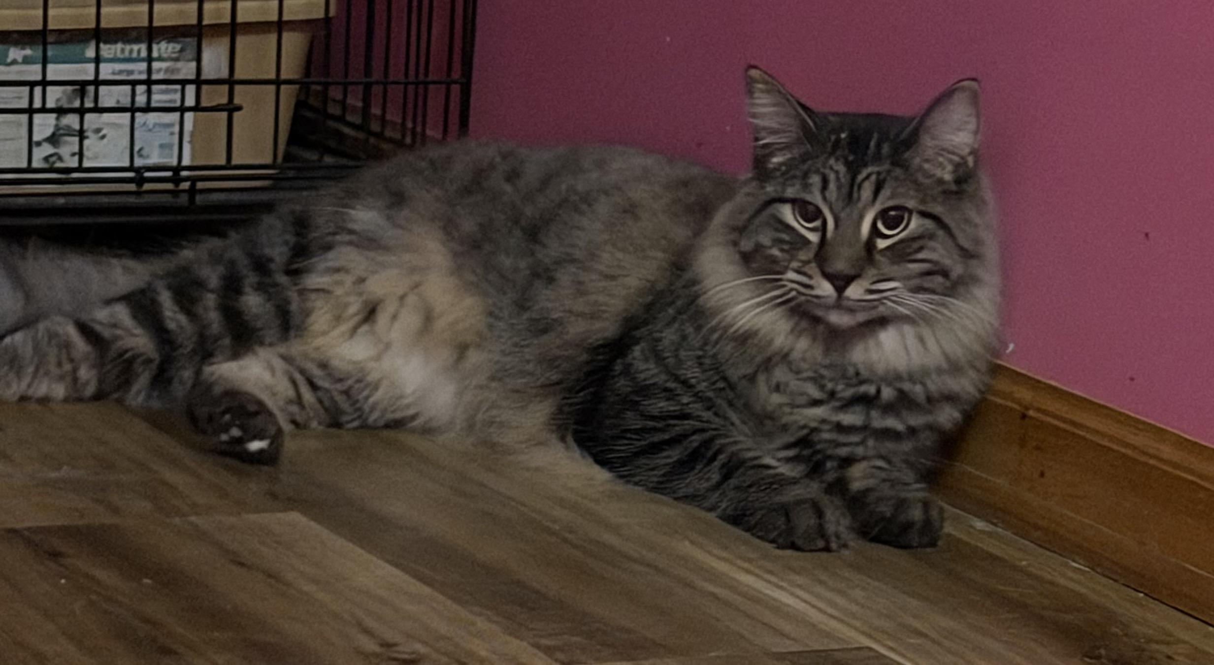 Enlarge Jinx, a Adoptable Domestic Long Hair in Lemont, IL image 3/6