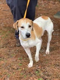 Enlarge Hardy, a Adopted mixed breed in Winston Salem, NC image 1/3