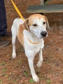Enlarge Hardy, a Adopted mixed breed in Winston Salem, NC image 2/3