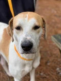 Enlarge Hardy, a Adopted mixed breed in Winston Salem, NC image 3/3