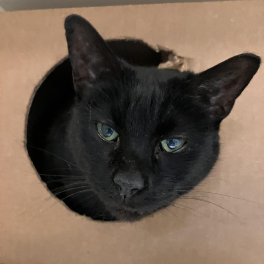 JC, Adoptable, Senior Male Domestic Short Hair.